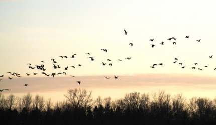 18 Δεκεμβρίου 2020: Διεθνής Ημέρα Μεταναστών